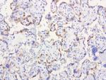 IRF6 Antibody in Immunohistochemistry (Paraffin) (IHC (P))