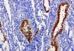 IRF6 Antibody in Immunohistochemistry (Paraffin) (IHC (P))