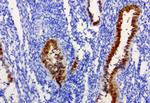 IRF6 Antibody in Immunohistochemistry (Paraffin) (IHC (P))