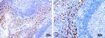 IRF6 Antibody in Immunohistochemistry (Paraffin) (IHC (P))