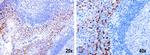 IRF6 Antibody in Immunohistochemistry (Paraffin) (IHC (P))