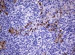 IRF6 Antibody in Immunohistochemistry (Paraffin) (IHC (P))