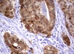 IRF6 Antibody in Immunohistochemistry (Paraffin) (IHC (P))