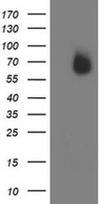 IRF6 Antibody in Western Blot (WB)