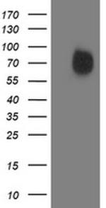 IRF6 Antibody in Western Blot (WB)