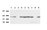IRF6 Antibody in Western Blot (WB)