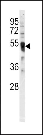 IRF8 Antibody in Western Blot (WB)
