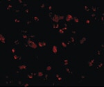 IRGC Antibody in Immunocytochemistry (ICC/IF)