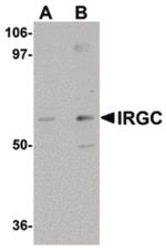 IRGC Antibody in Western Blot (WB)