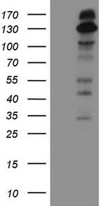 IRS1 Antibody in Western Blot (WB)