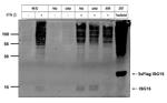 ISG15 Recombinant Rabbit Monoclonal Antibody (7H29L24)
