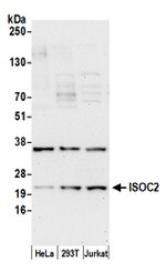 ISOC2 Antibody in Western Blot (WB)