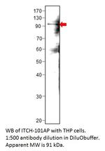 ITCH/AIP4 Polyclonal Antibody