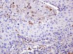 ITFG3 Antibody in Immunohistochemistry (Paraffin) (IHC (P))