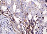 ITFG3 Antibody in Immunohistochemistry (Paraffin) (IHC (P))