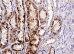 ITFG3 Antibody in Immunohistochemistry (Paraffin) (IHC (P))