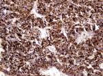 ITFG3 Antibody in Immunohistochemistry (Paraffin) (IHC (P))