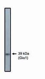 GNAI2 Polyclonal Antibody