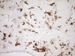 ITGAM Antibody in Immunohistochemistry (Paraffin) (IHC (P))