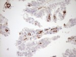 ITGAM Antibody in Immunohistochemistry (Paraffin) (IHC (P))