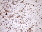 ITGAM Antibody in Immunohistochemistry (Paraffin) (IHC (P))
