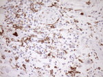ITGAM Antibody in Immunohistochemistry (Paraffin) (IHC (P))