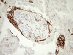 ITGAM Antibody in Immunohistochemistry (Paraffin) (IHC (P))