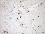 ITGAM Antibody in Immunohistochemistry (Paraffin) (IHC (P))