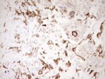 ITGAM Antibody in Immunohistochemistry (Paraffin) (IHC (P))
