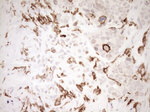 ITGAM Antibody in Immunohistochemistry (Paraffin) (IHC (P))