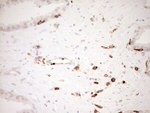 ITGAM Antibody in Immunohistochemistry (Paraffin) (IHC (P))