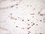 ITGAM Antibody in Immunohistochemistry (Paraffin) (IHC (P))