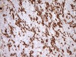 ITGAM Antibody in Immunohistochemistry (Paraffin) (IHC (P))