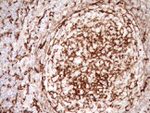 ITGAM Antibody in Immunohistochemistry (Paraffin) (IHC (P))