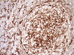 ITGAM Antibody in Immunohistochemistry (Paraffin) (IHC (P))