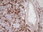 ITGAM Antibody in Immunohistochemistry (Paraffin) (IHC (P))