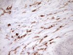 ITGAM Antibody in Immunohistochemistry (Paraffin) (IHC (P))
