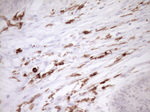ITGAM Antibody in Immunohistochemistry (Paraffin) (IHC (P))