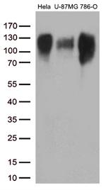 ITGB1 Antibody in Western Blot (WB)