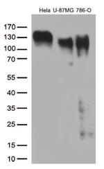 ITGB1 Antibody in Western Blot (WB)