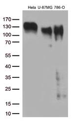 ITGB1 Antibody in Western Blot (WB)