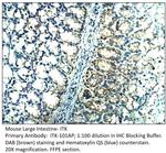 ITK Polyclonal Antibody