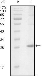 ITK Monoclonal Antibody (5G12C4)