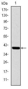 ITK Antibody in Western Blot (WB)