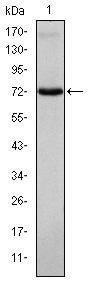 ITK Antibody in Western Blot (WB)