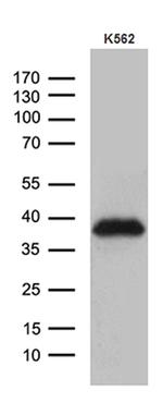 ITM2A Antibody in Western Blot (WB)