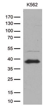 ITM2A Antibody in Western Blot (WB)