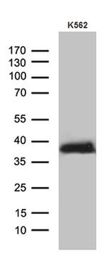ITM2A Antibody in Western Blot (WB)