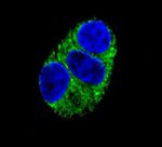 ITPA Antibody in Immunocytochemistry (ICC/IF)