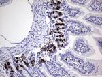 IdU Antibody in Immunohistochemistry (Paraffin) (IHC (P))
